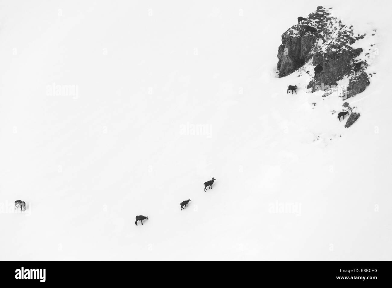 Un gruppo di camosci in cattive condizioni atmosferiche in inverno in una montagna di Soierngruppe nel Karwendel. Foto Stock