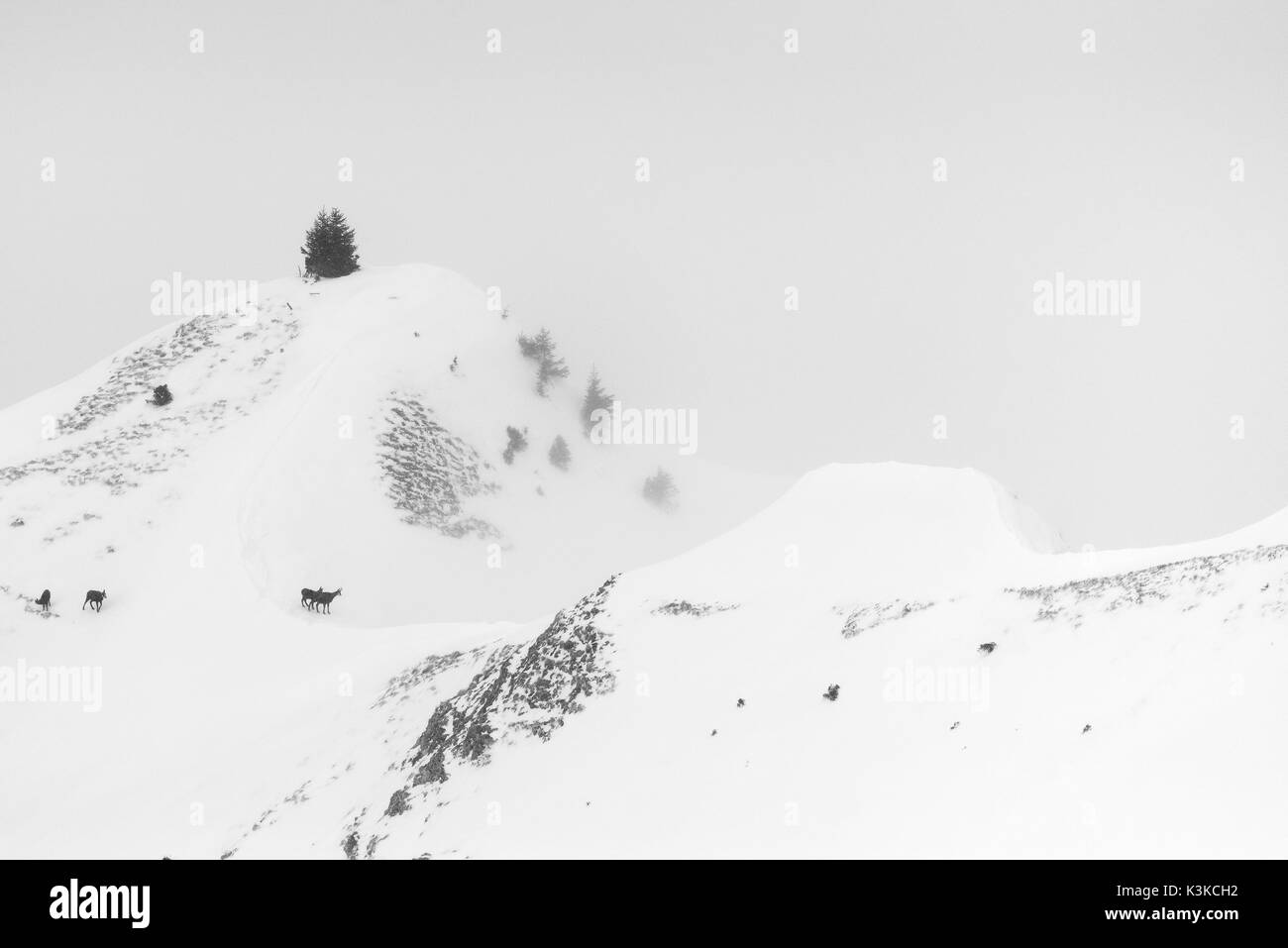 Un gruppo di camosci in cattive condizioni atmosferiche in inverno in una montagna di Soierngruppe nel Karwendel. Foto Stock