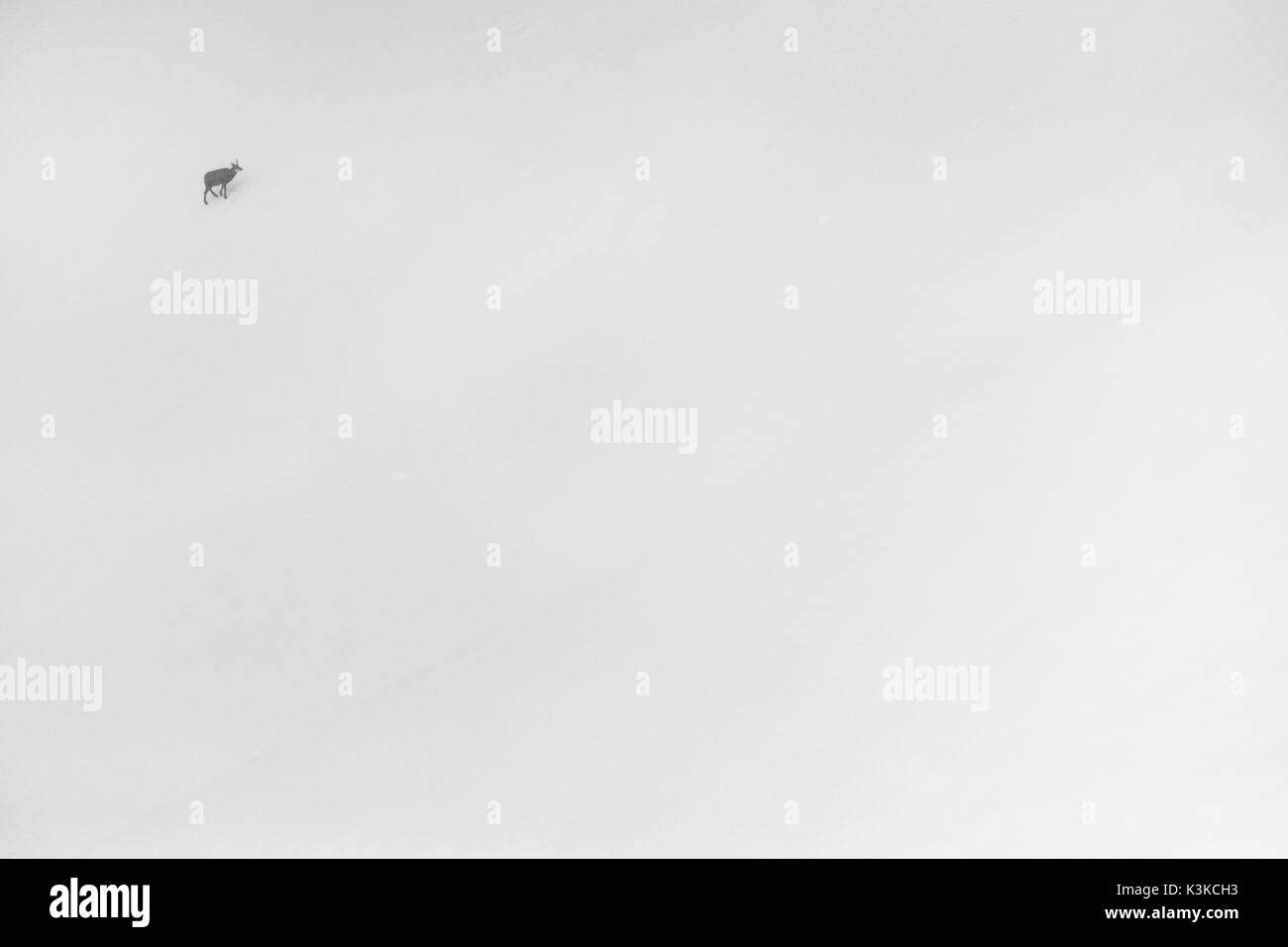 Un singolo camoscio di maltempo in inverno in una montagna di Soierngruppe nel Karwendel. Foto Stock