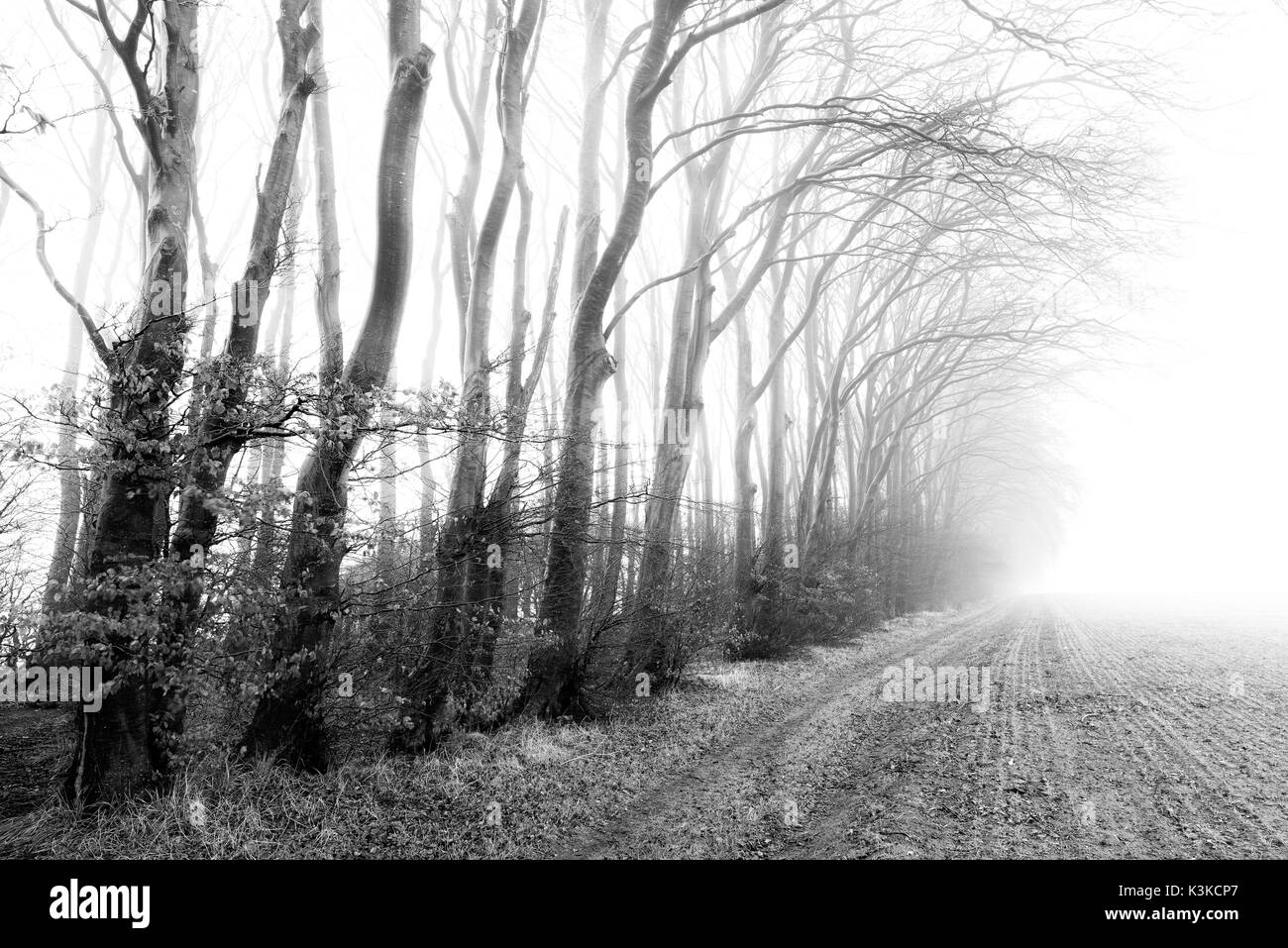 Beeches alberi sul bordo di un campo durante la nebbia mattutina. Foto Stock