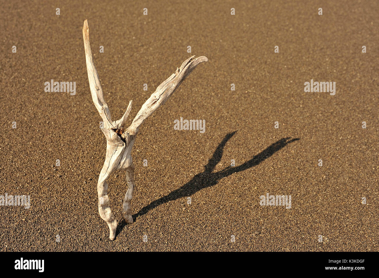 Driftwood nella forma di una figura sulla spiaggia Foto Stock