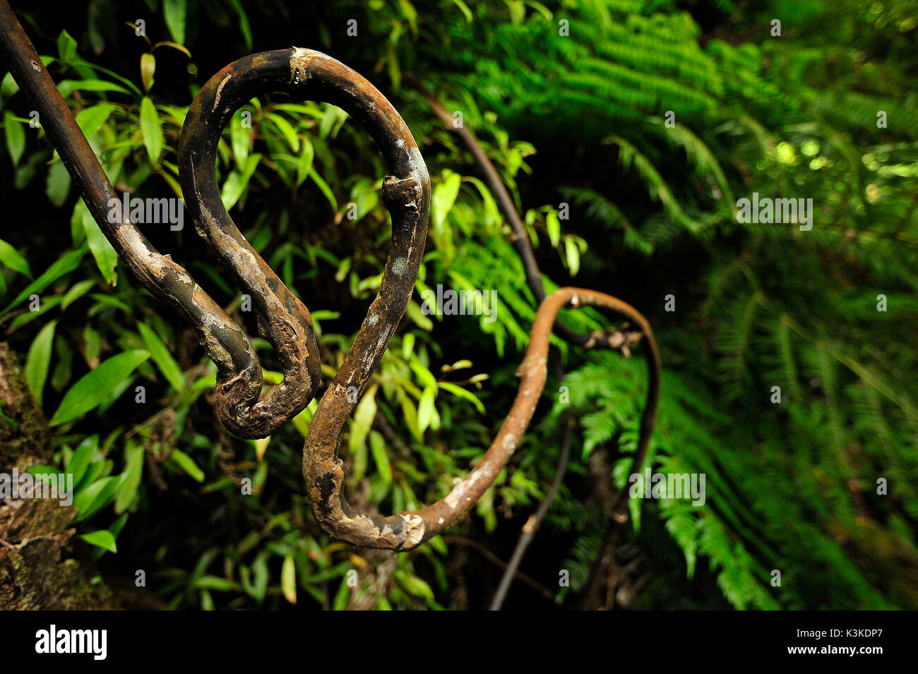 L'antenna sinuosa root / liana in Nuova Zelanda jungle Foto Stock
