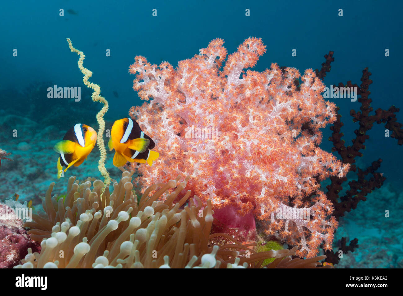 Clarks Anemonefish, Amphiprion clarkii, South Male Atoll, Maldive Foto Stock