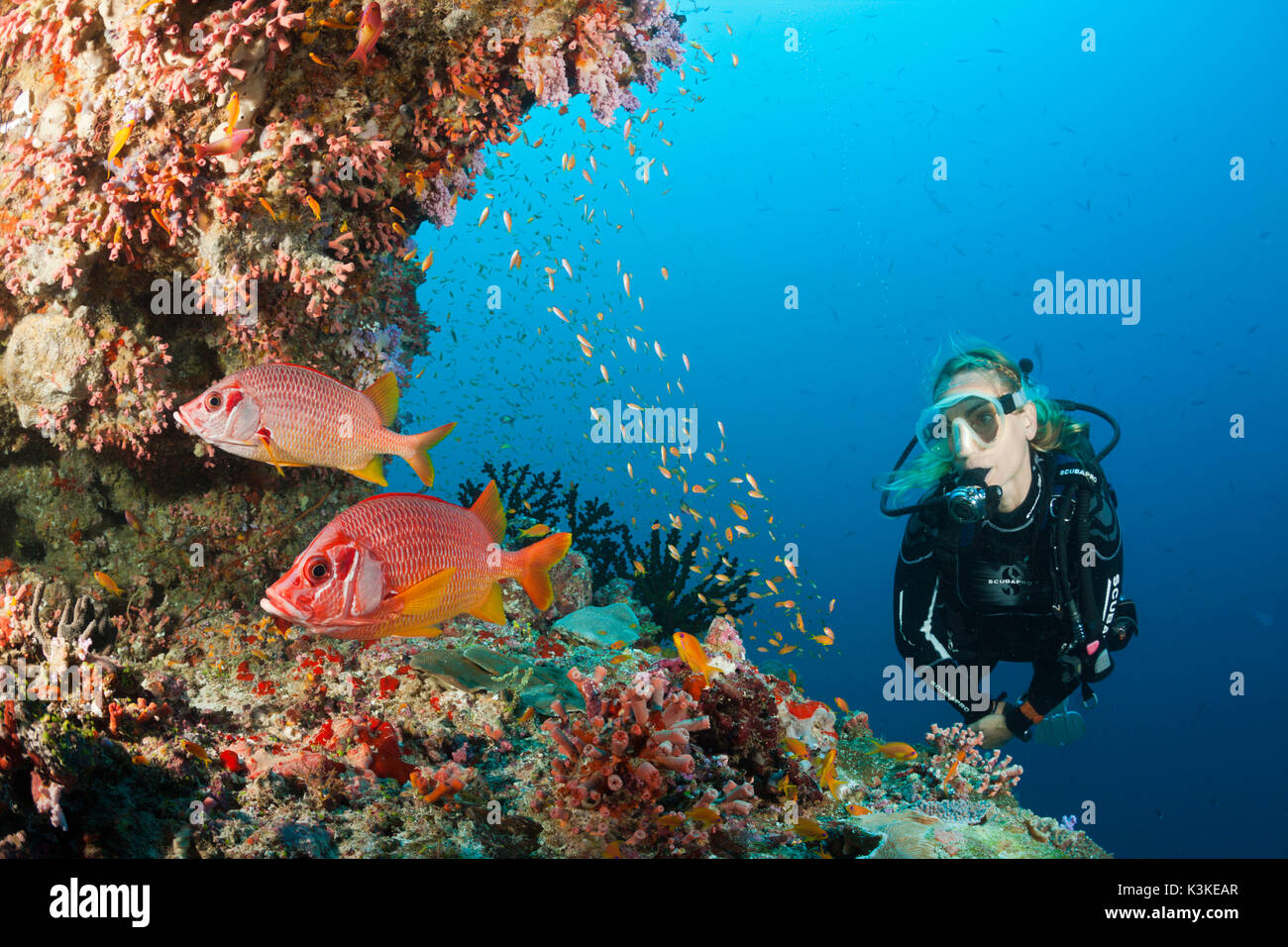 Scuba Diver al Coral Reef, Felidhu Atoll, Maldive Foto Stock