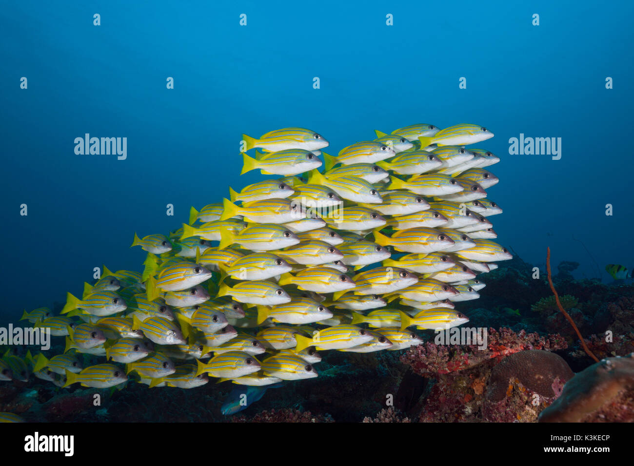 Secca di Bluestripe Snapper, Lutjanus kasmira, South Male Atoll, Maldive Foto Stock
