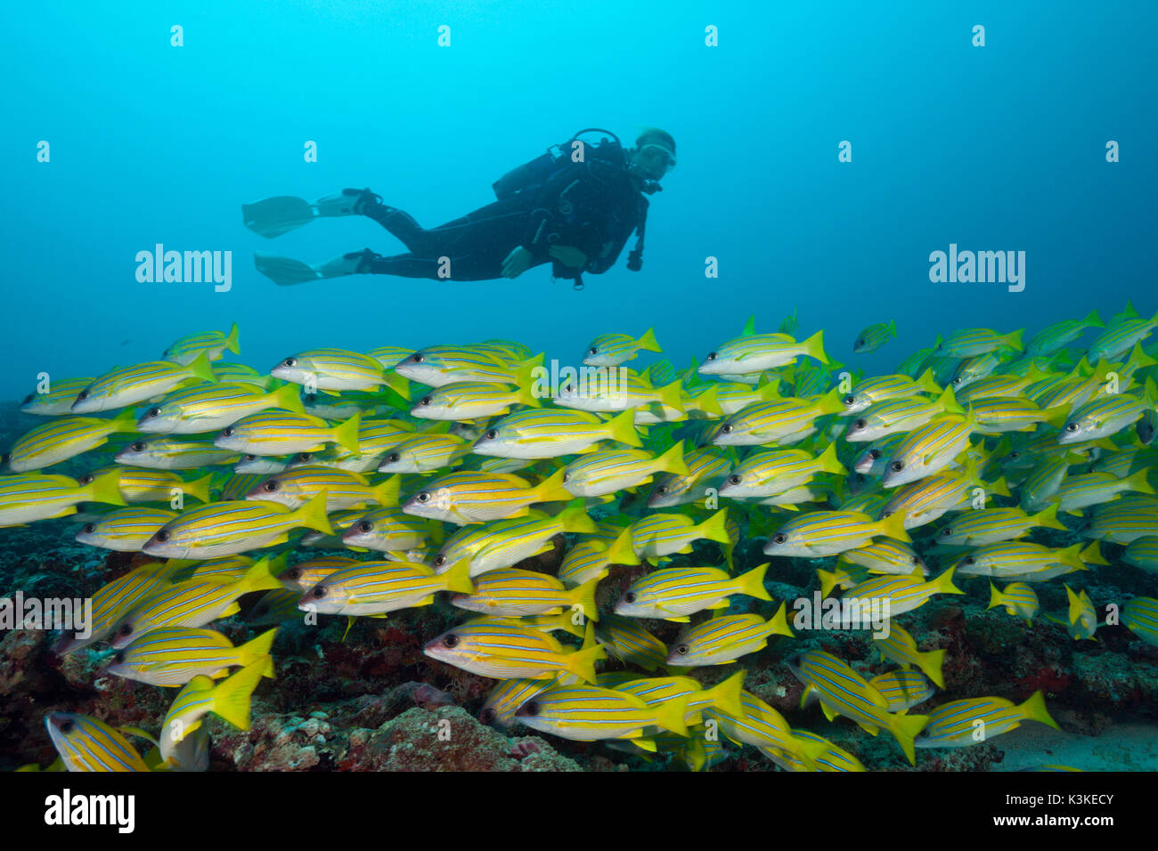 Secca di Bluestripe Snapper, Lutjanus kasmira, South Male Atoll, Maldive Foto Stock