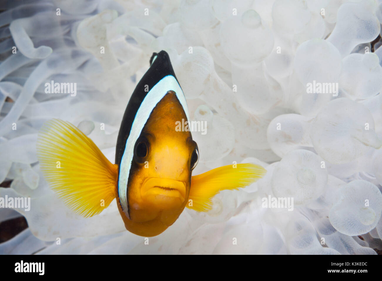 Clarks Anemonefish, Amphiprion clarkii, Felidhu Atoll, Maldive Foto Stock