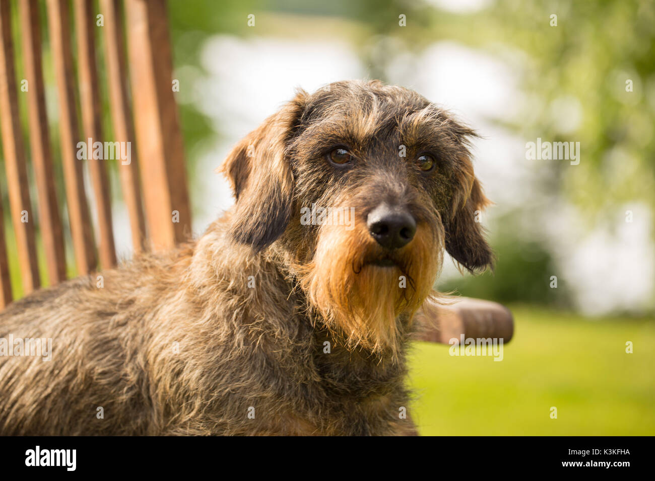 Wire-haired bassotto ritratto, cane maschio seduto su una sedia da giardino Foto Stock