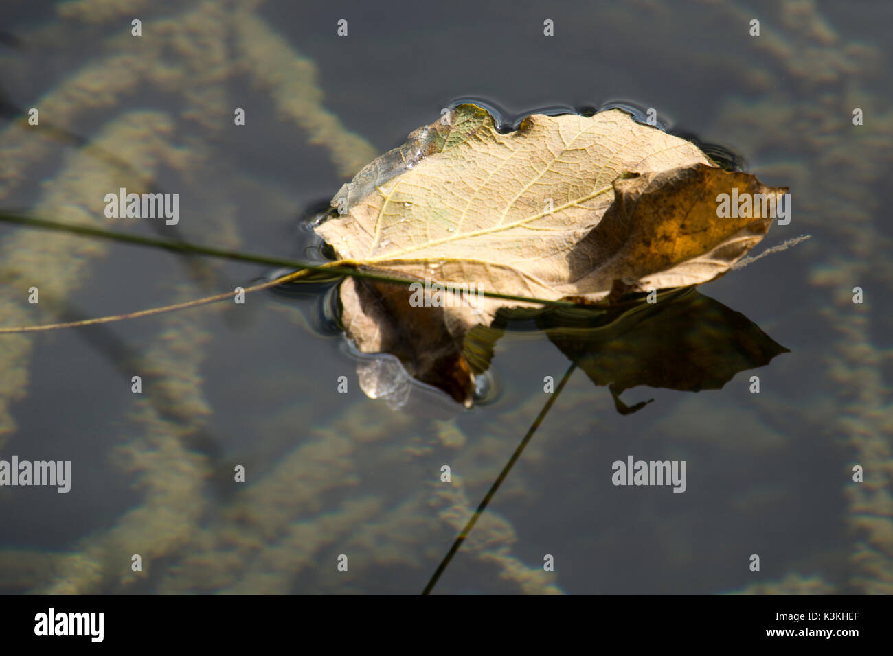 Autumn Leaf galleggiante in acqua nel Parco Nazionale di Plitvice in Croazia Foto Stock