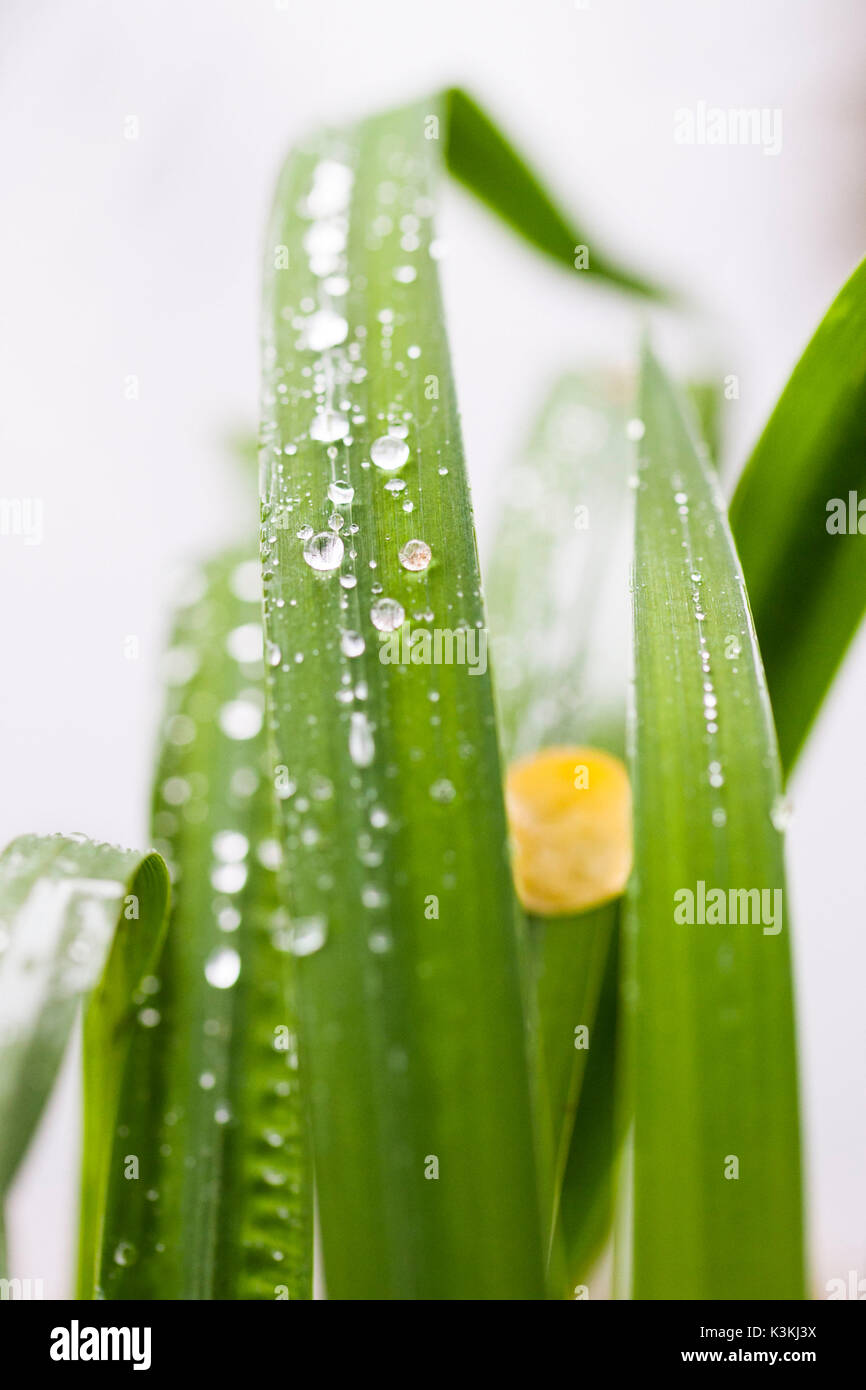 Un abstract close up di foglie verdi, dewdrops e un round yellow leaf Foto Stock