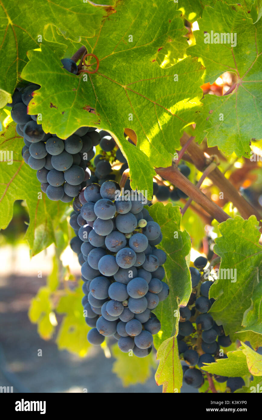 Grande grappolo di uva e di foglie di vite in California Foto Stock