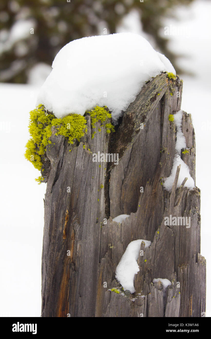 Licheni e coperta di neve fencepost presi in Harriman State Park, Island Park, Idaho Foto Stock