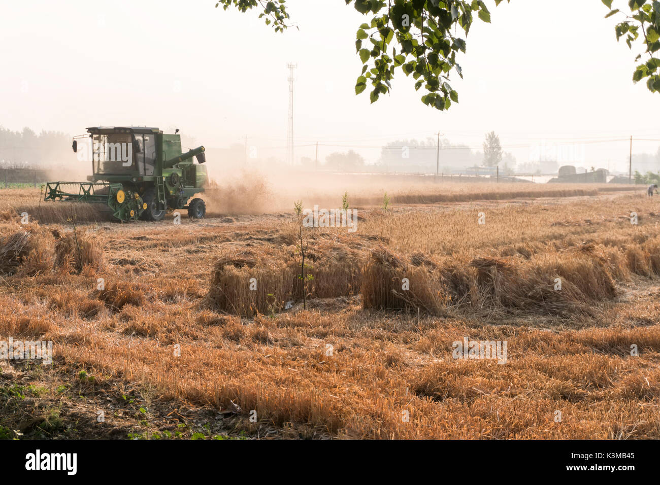 Macchina trebbiatrice per il raccolto del frumento di lavoro nel campo dell'agricoltura. Foto Stock