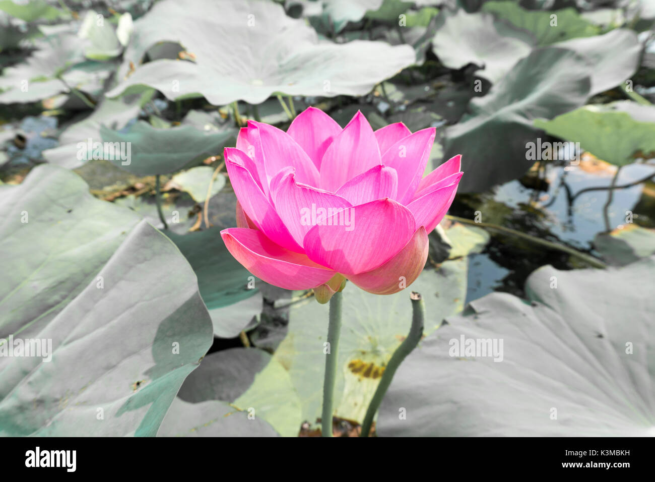 Vintage effetto retrò filtrata di asian fiore di loto Foto Stock