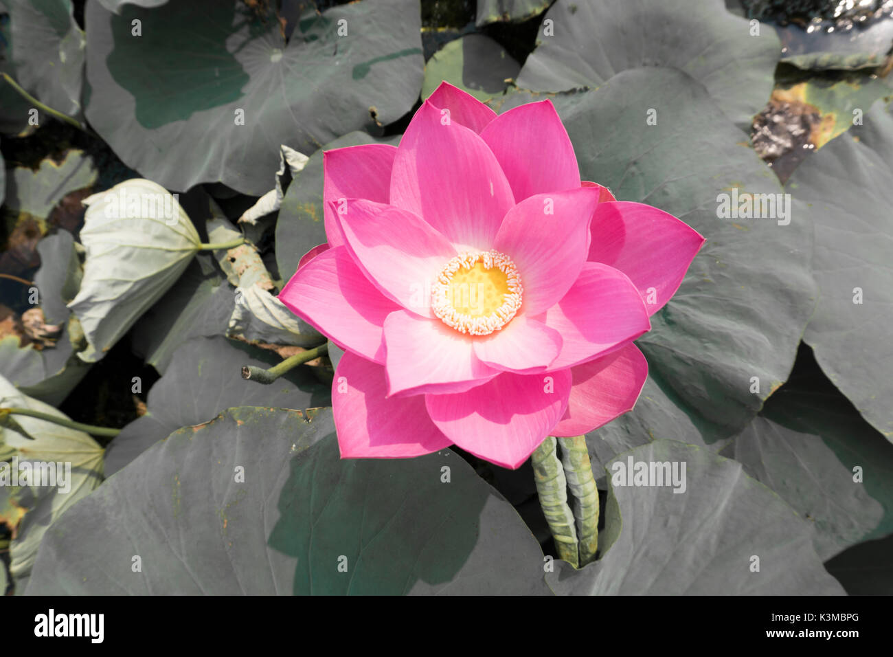 Vintage effetto retrò filtrata di asian fiore di loto Foto Stock