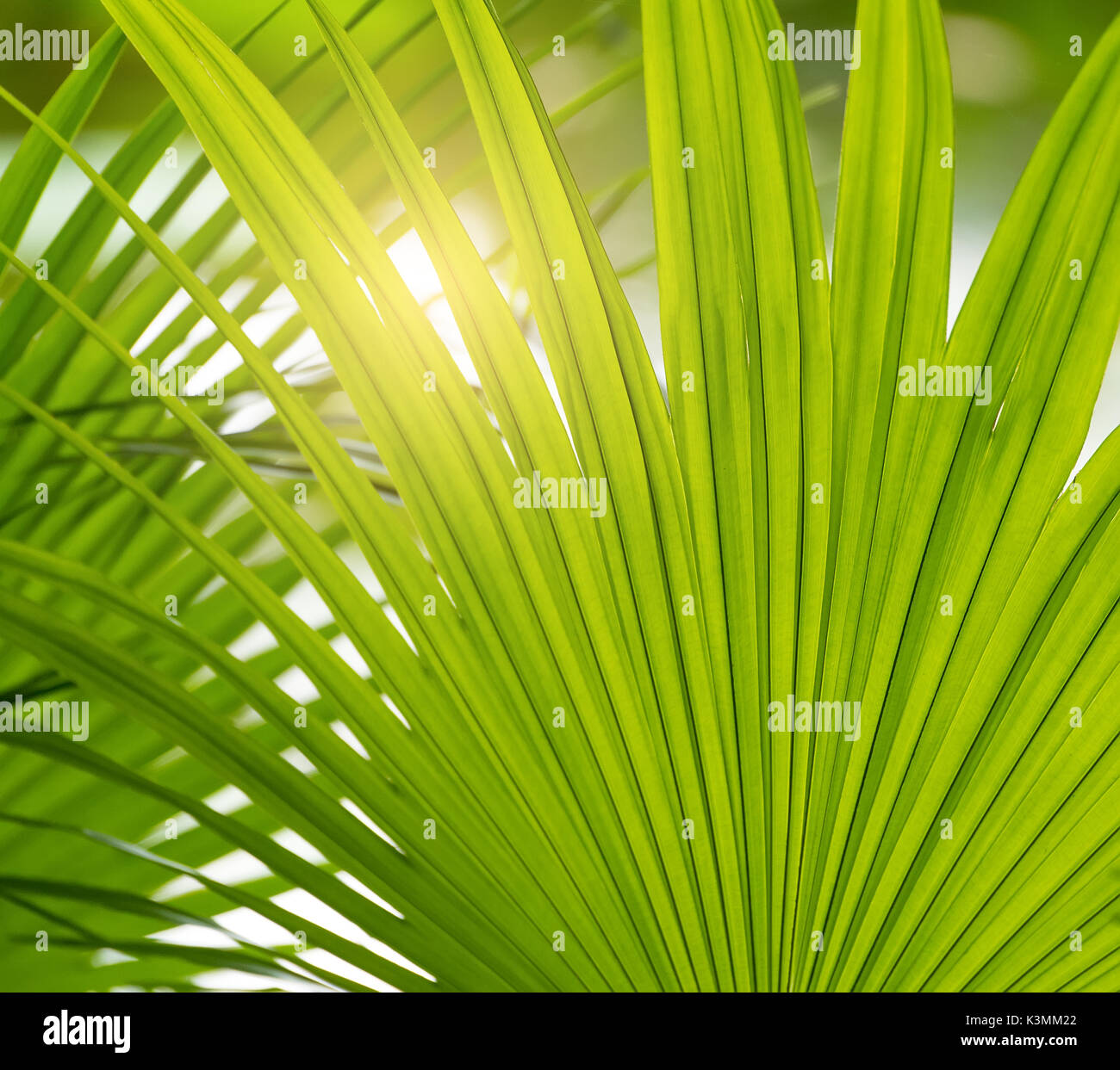 Borassus flabellifer,Sugar Palm, Palm cambogiano isolati su sfondo bianco Foto Stock