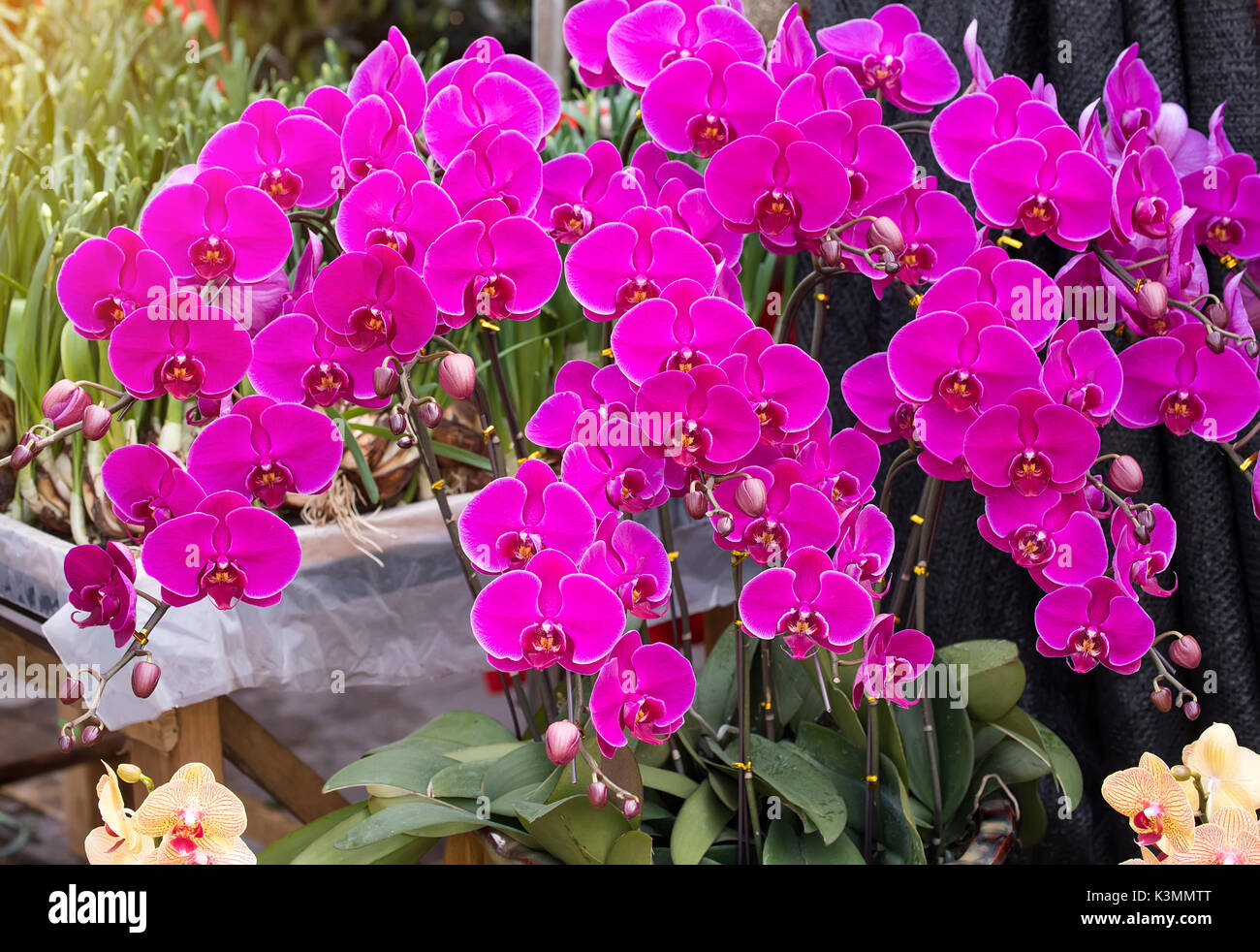 Close up di orchidea rosa Foto Stock