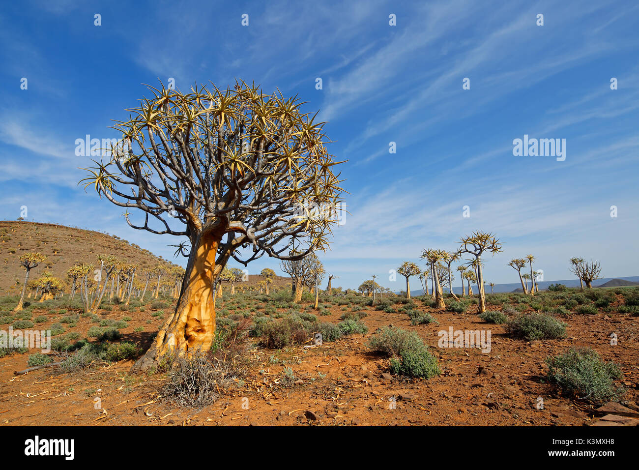 Il paesaggio del deserto con un fremito di alberi (Aloe dichotoma), Northern Cape, Sud Africa Foto Stock