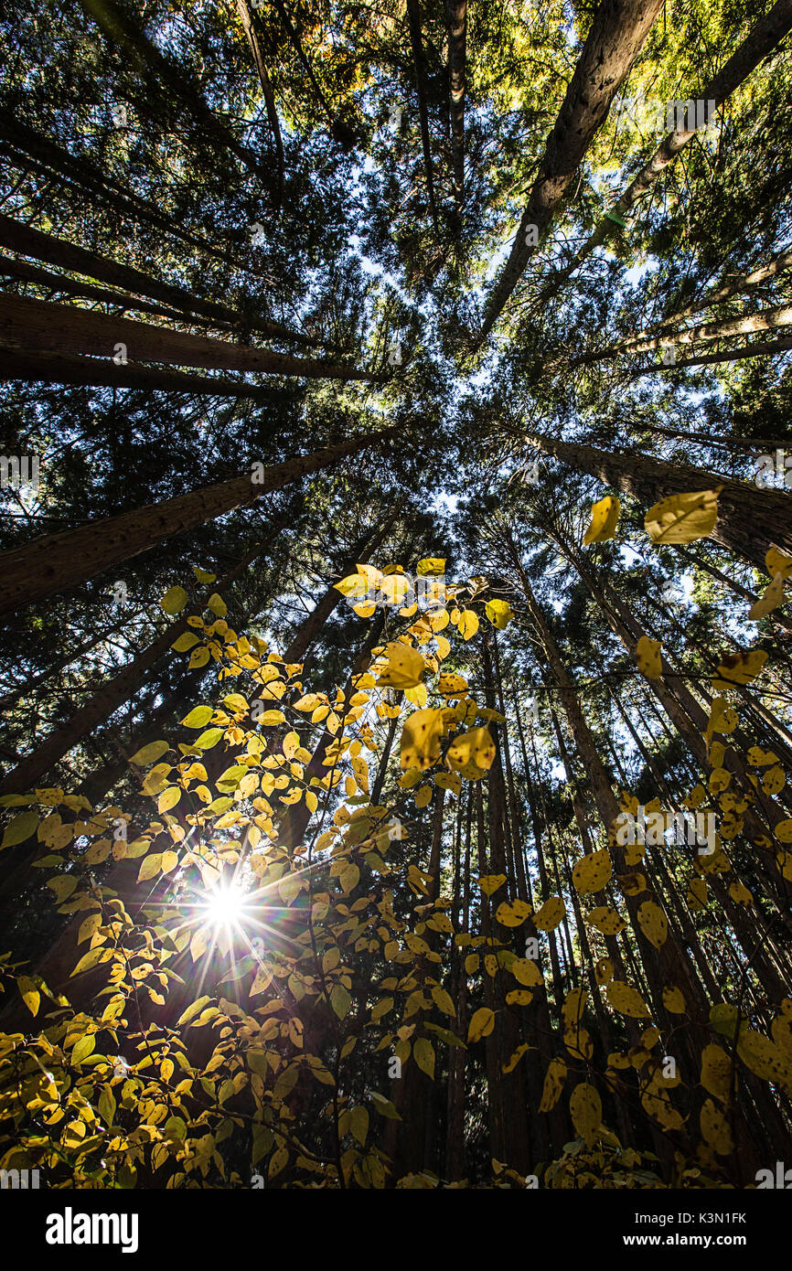 Un giapponese di foresta del monte Fuji area in Autunno colori con la rottura sole attraverso gli alberi Foto Stock