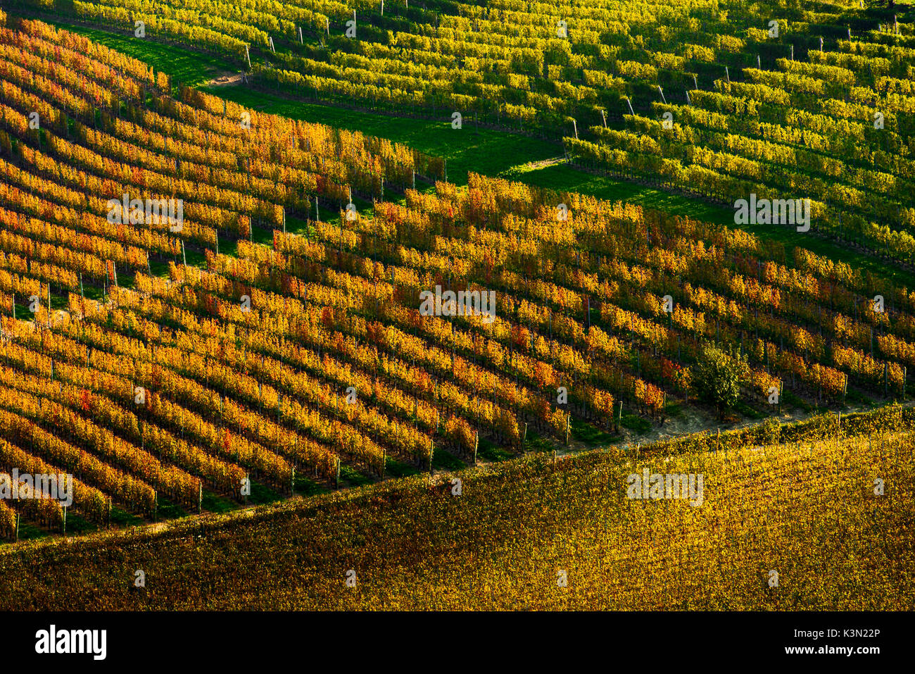L'Italia, Piemonte, cuneese Langhe - Vigneti in autunno Foto Stock