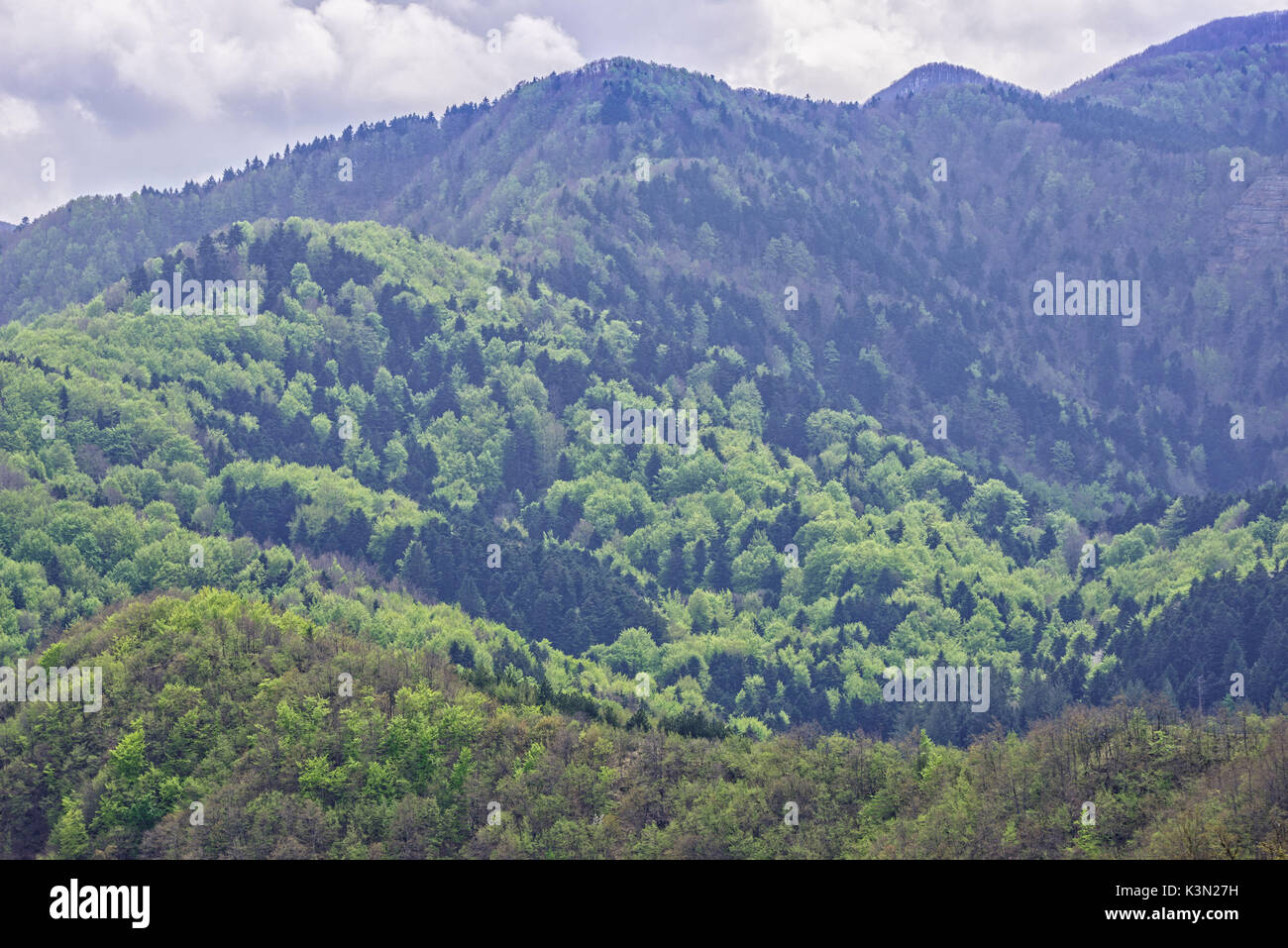 Tonalità di verde della foresta, Sasso Fratino riserva integrale, Foreste Casentinesi NP, Emilia Romagna, Italia Foto Stock