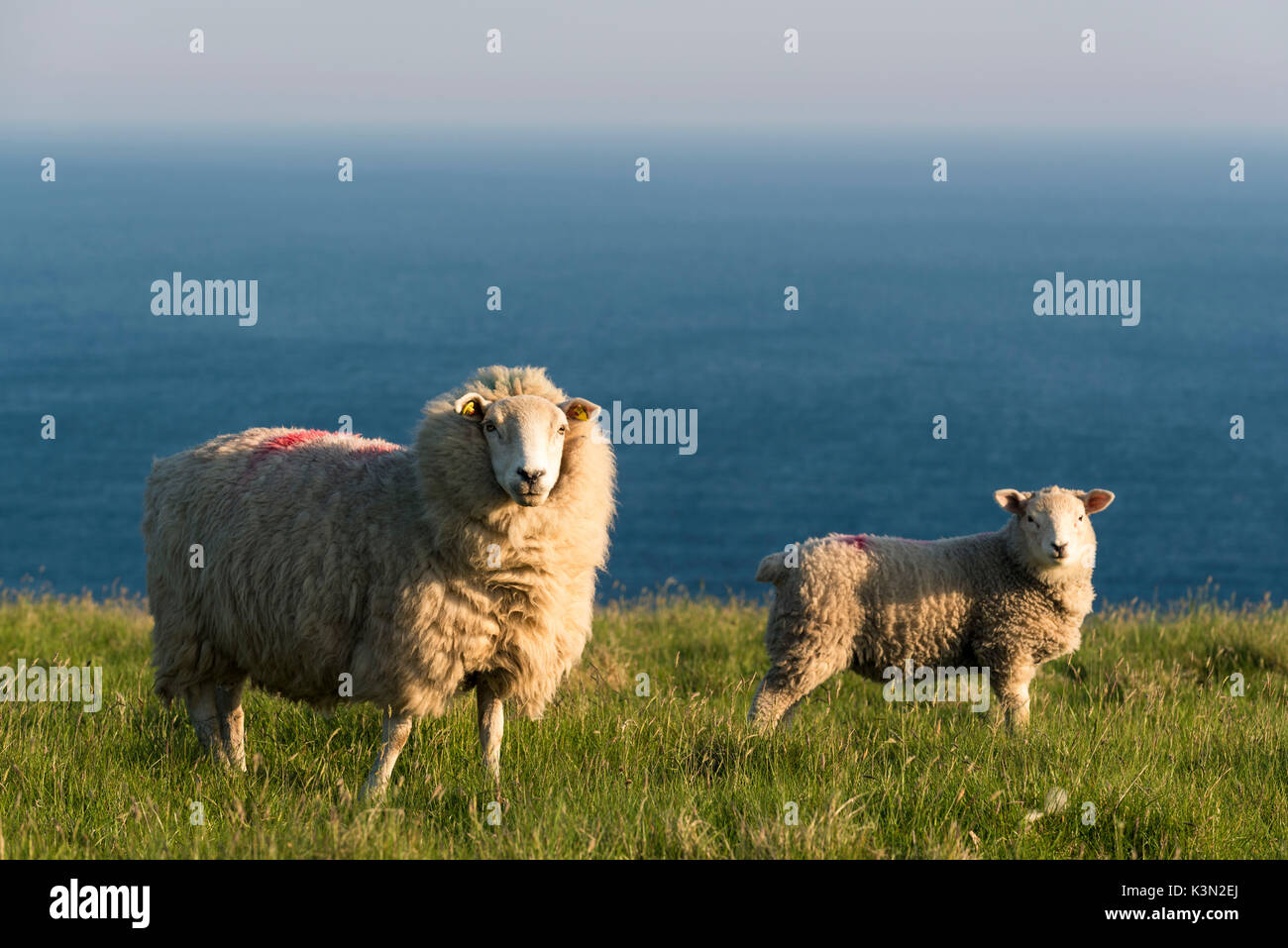 Portmagee, nella contea di Kerry, provincia di Munster, Irlanda, Europa. Due pecore pascolano sulla collina con l'oceano atlantico in background. Foto Stock