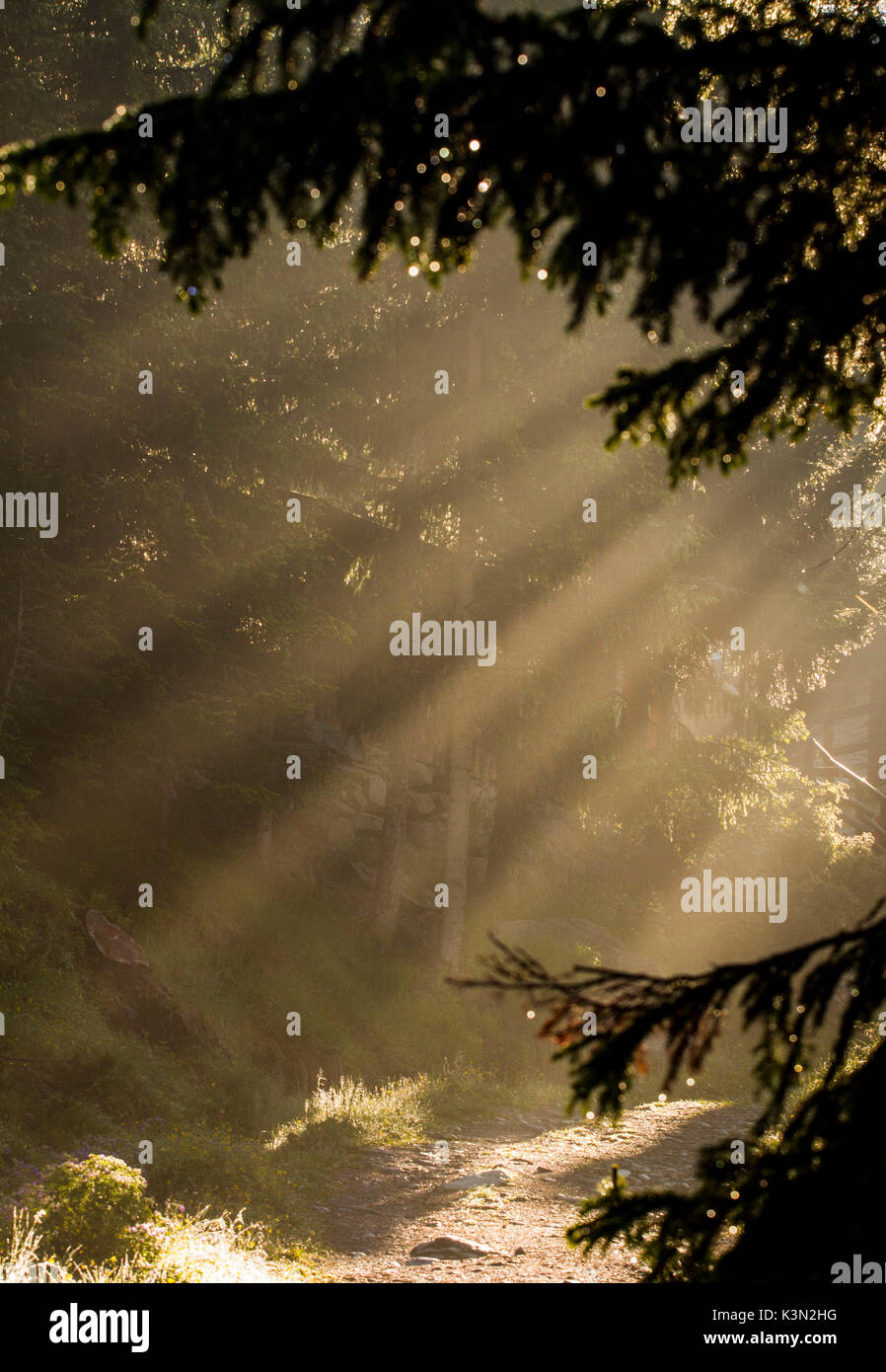 Raggio di luce tra gli alberi di sunrise. Valtellina - Lombardia - Alpi Foto Stock