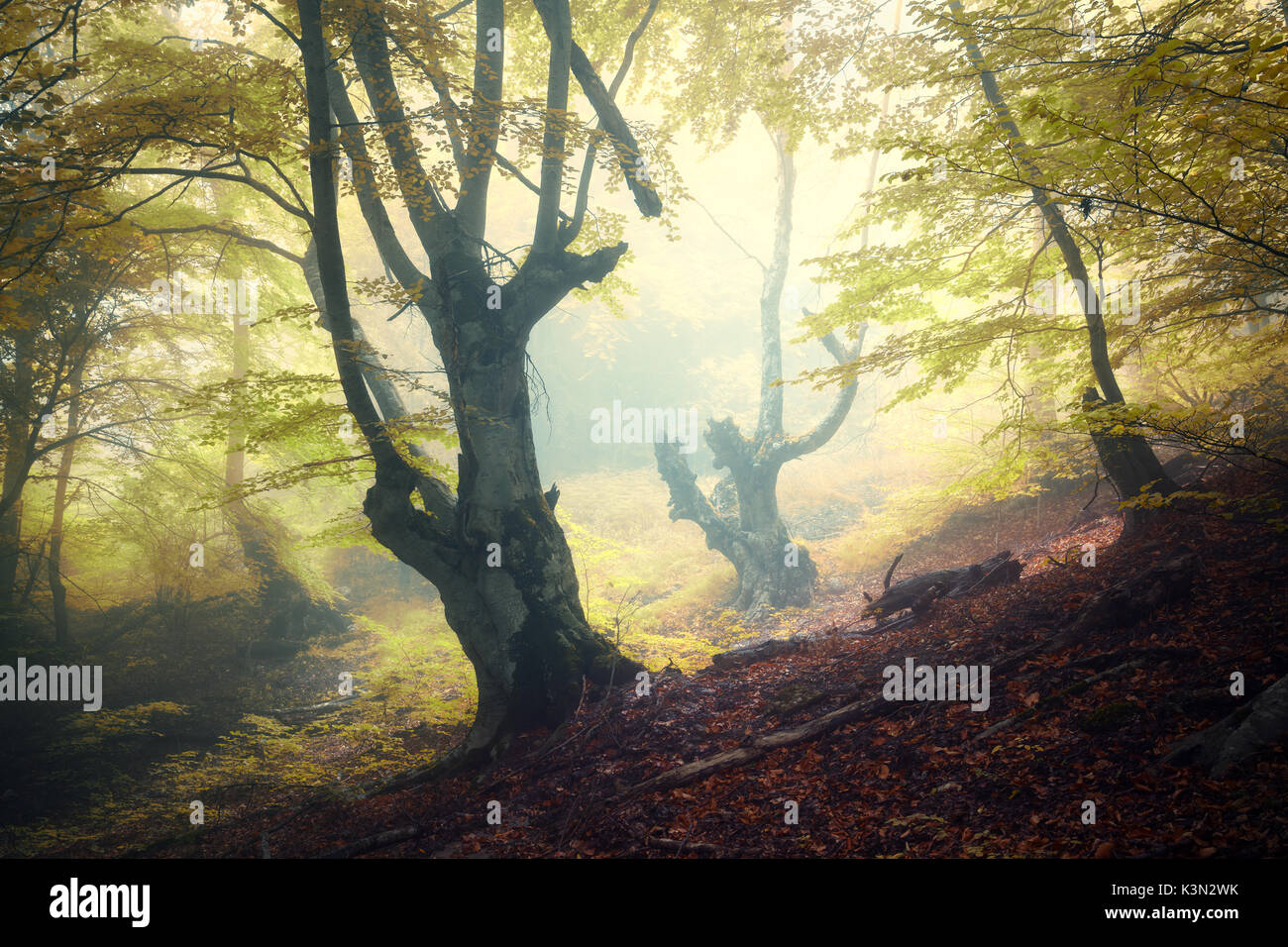 In autunno la foresta di nebbia. Mistica della foresta di autunno nella nebbia di mattina. Vecchio albero. Paesaggio con alberi e colorati di foglie verdi e nebbia. La natura. Incantati fo Foto Stock