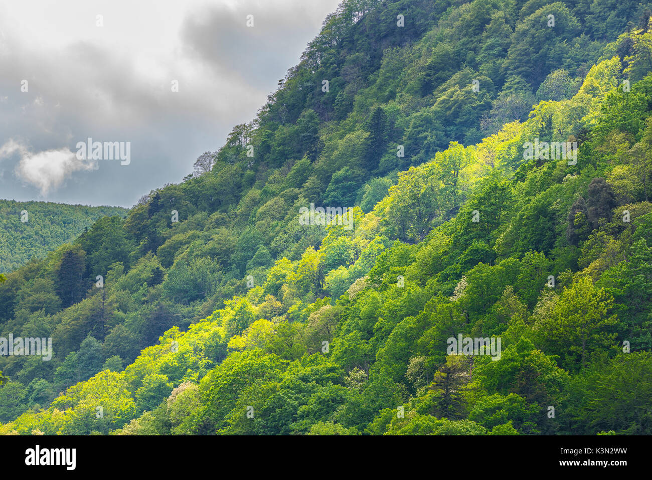 Raggio di luce sugli alberi, Sasso Fratino Riserva Naturale Integrale, Emilia Romagna distretto, Italia Foto Stock