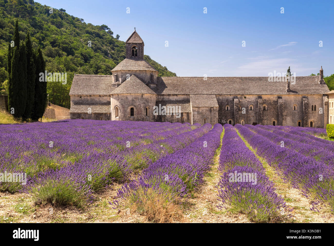 Campi di lavanda vicino all'Abbazia di Sénanque. Gordes, Vaucluse, Provence-Alpes-Côte d'Azur, in Francia. Foto Stock