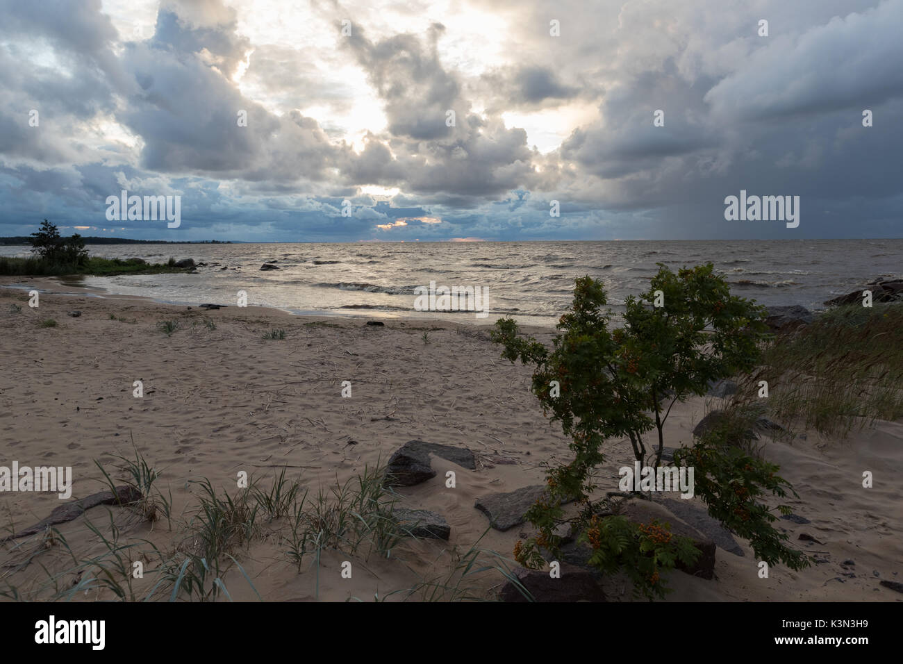 Wild beach. Mar Baltico. Il Golfo di Finlandia e Russia Foto Stock