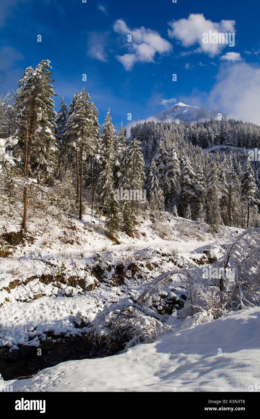 Neve incontaminata sopra gli alberi . Alpi, Europa Foto Stock