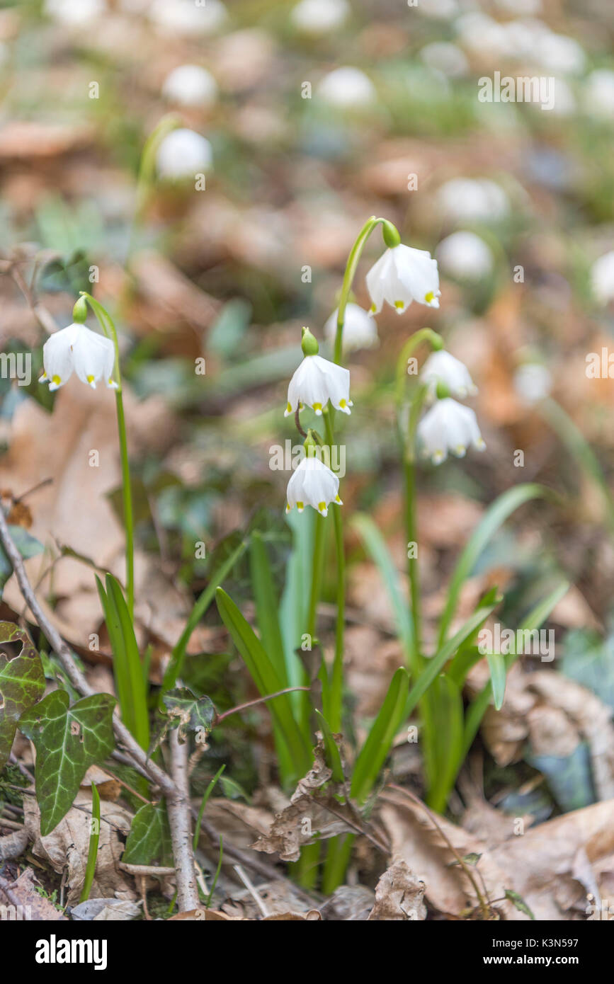 Caldaro, Provincia Autonoma di Bolzano Alto Adige - Italia Il fiocco di neve di primavera nella valle di primavera Foto Stock