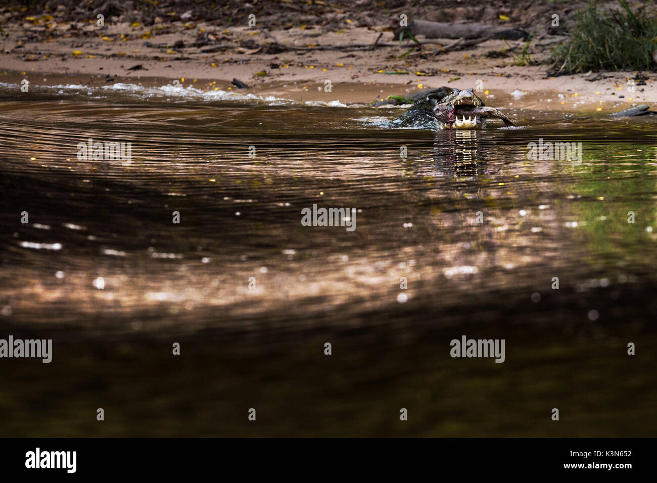 Caimano Yacare da rio cuibà, dove jaguar crociere safari prendere posto, con un enorme pesce nella sua bocca. Rio cuiabà, Mato Grosso do Sul; Pantanal; brasil Foto Stock