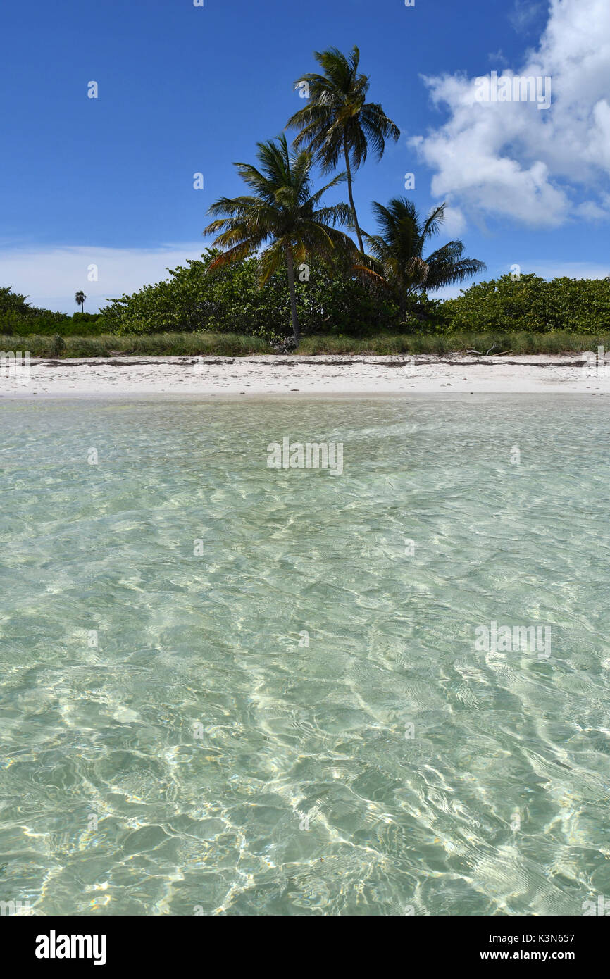 Palme a Bahia Honda - Tasti Island - Florida, Stati Uniti d'America Foto Stock