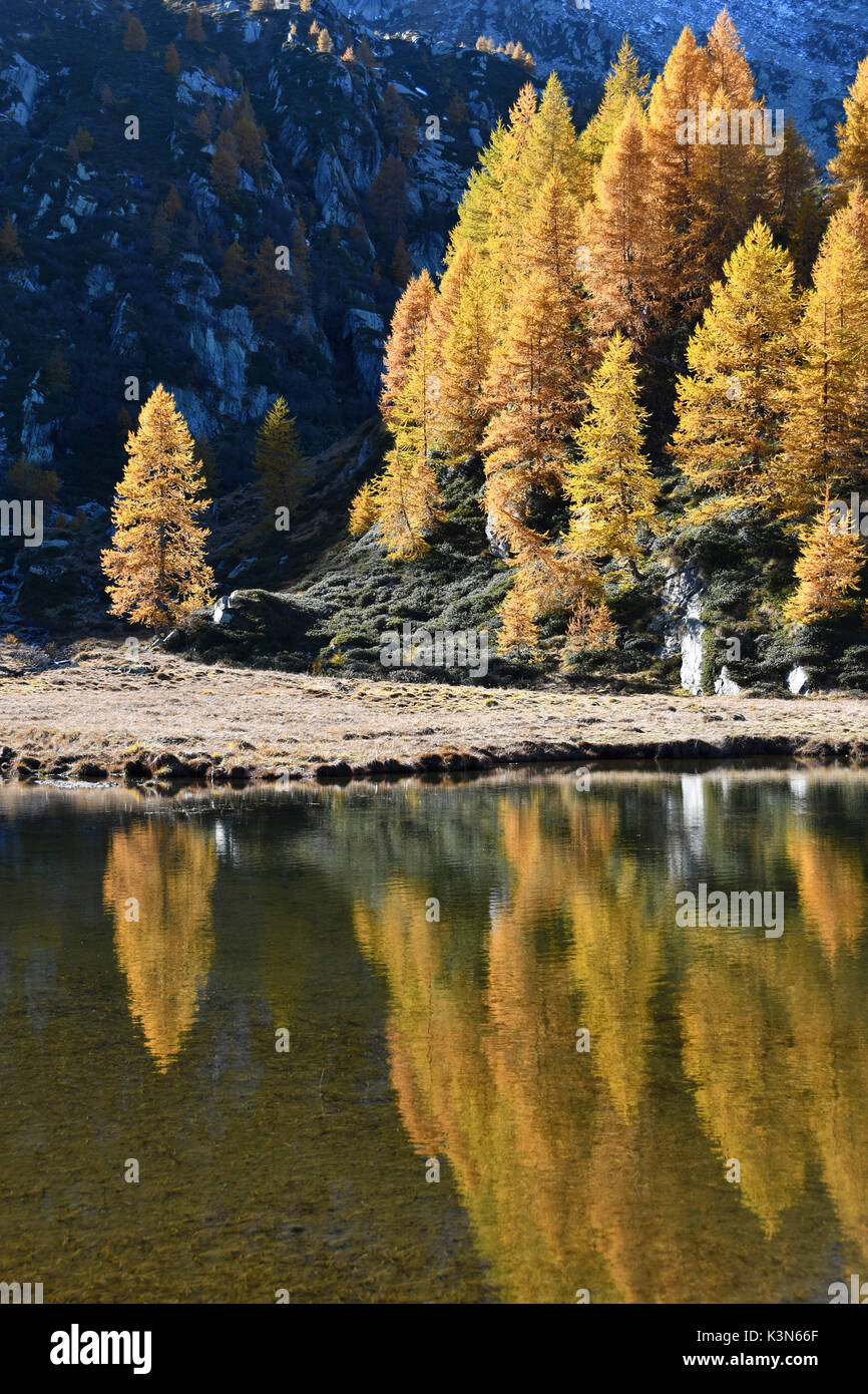 Mirroring di colori autunnali sul lago (Champas), Camporcher Valley, Valle d'Aosta, Italia Foto Stock
