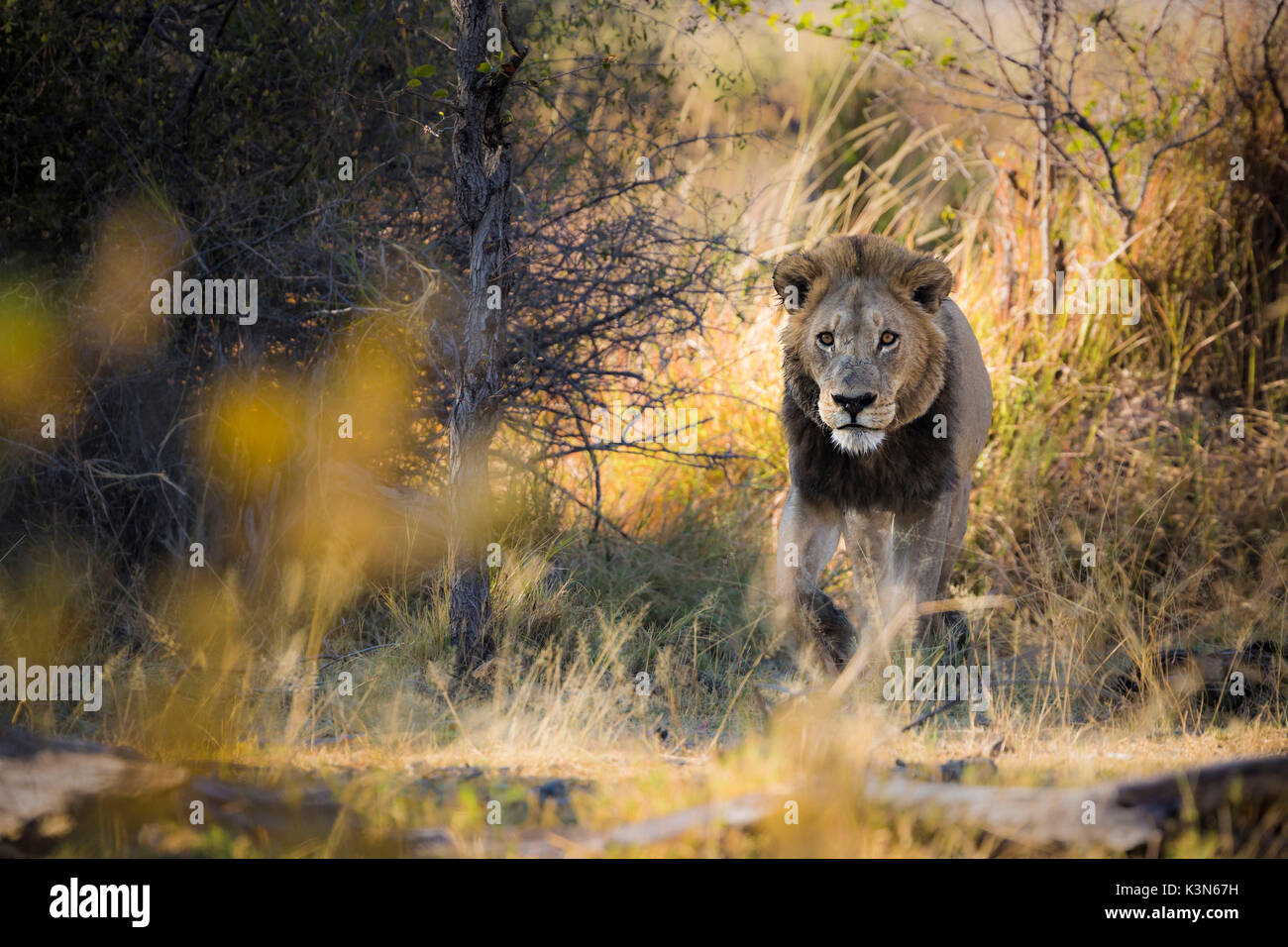 Un Lion emergente dalla boccola in alle prime luci del mattino a Xakanaxa, in Moremi Game Reserve, Okavango Delta. Foto Stock