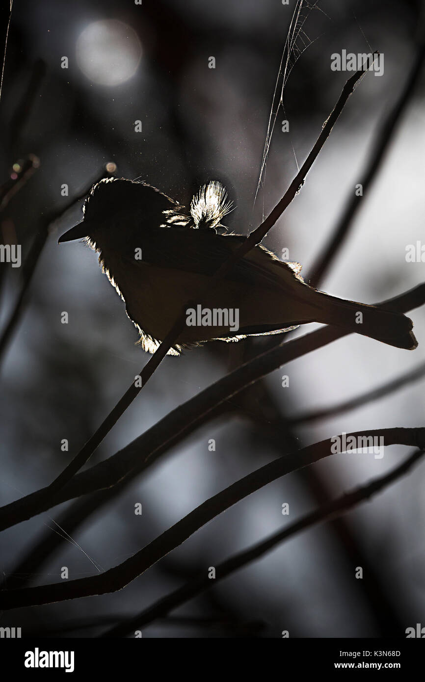 Una piuma da un piccolo uccello illuminata nel retro illuminato in Pantanal, vicino a Porto Jofre. L'immagine rappresentata da un lodge lungo la Transpantaneira. Mato Grosso do Sul, Brasile. Foto Stock