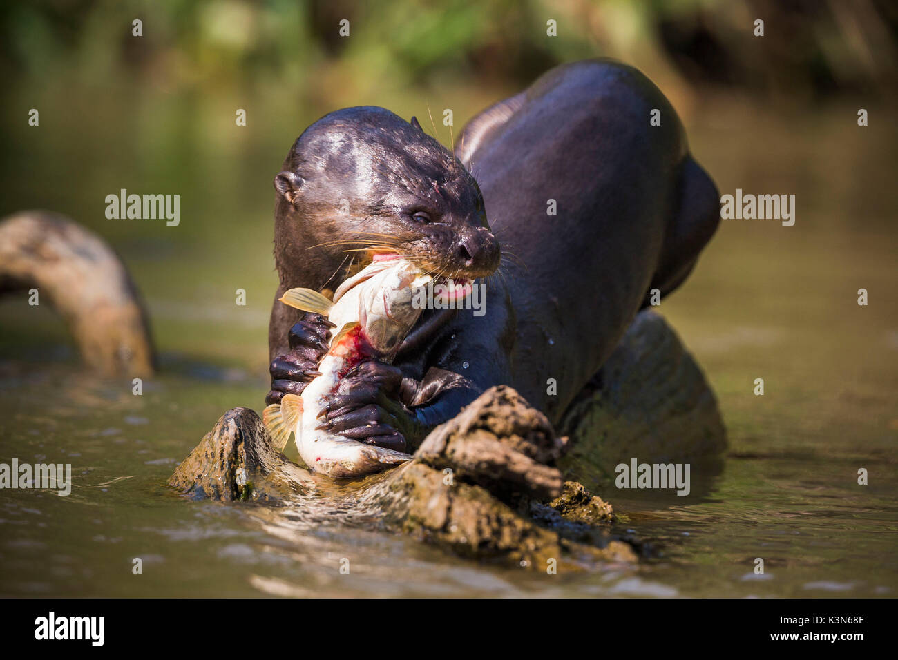 Lontra gigante alimentazione su un pesce in Rio Cuiabà, non lontano da Porto Jofre. Mato Grosso do Sul, Brasile. Foto Stock