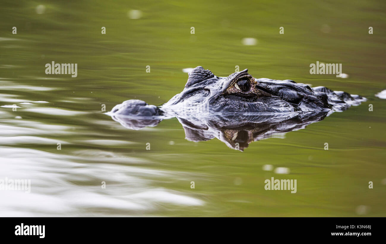 Un ritratto del caimano Yacare da rio cuibà. Rio cuiabà, Mato Grosso do Sul; Pantanal. Mato Grosso do Sul, Brasile. Foto Stock