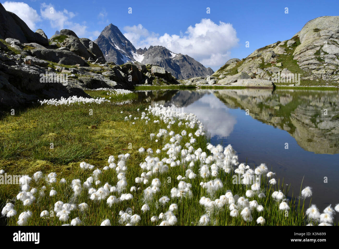 Fiori bianchi accanto a un lago delle Alpi,(Grand Assaly vertice su sfondo),La Thuile valle, Valle d'Aosta, Italia, Europa Foto Stock