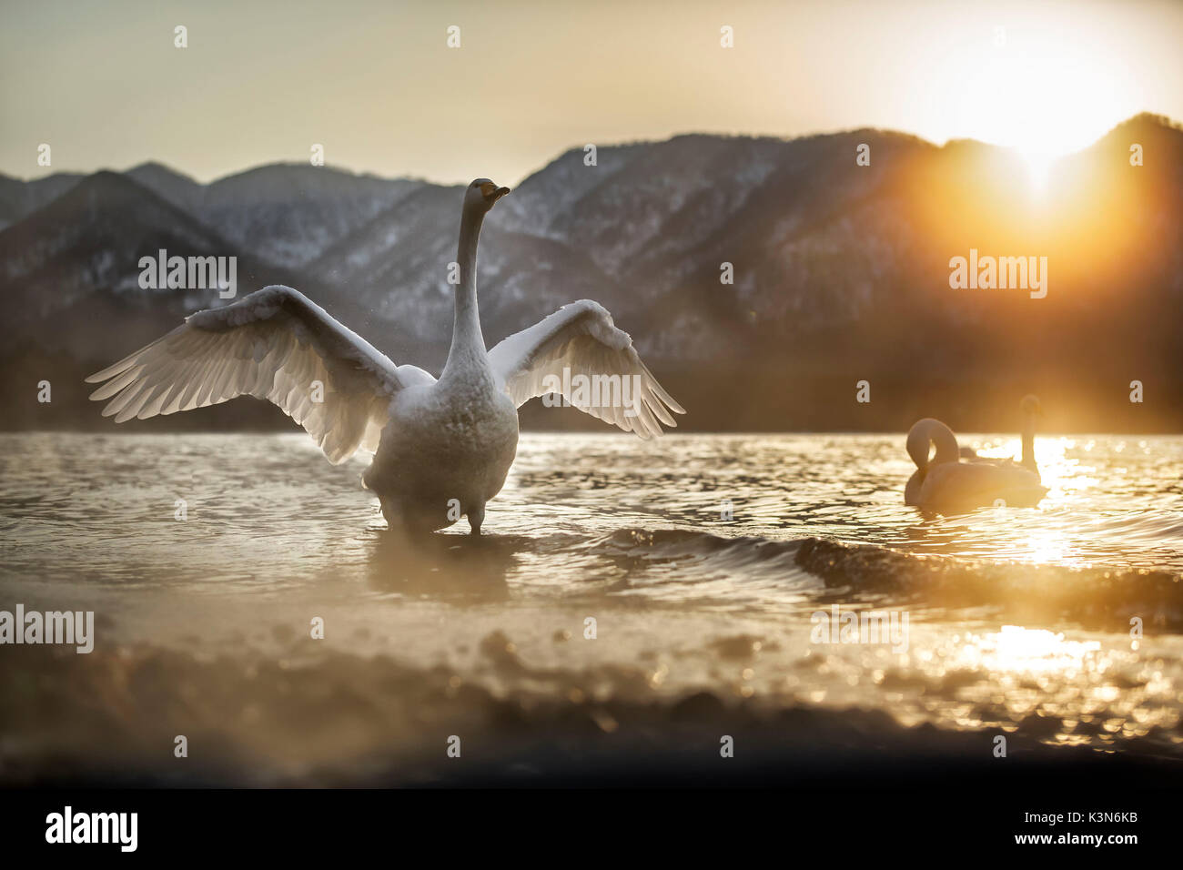 Whooper gironzolano nel lago di Kussharo, Hokkaido, Giappone Foto Stock
