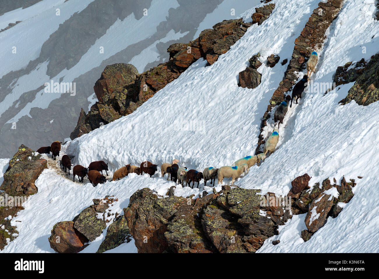 Senales/Val Senales Alto Adige - Italia Dal momento che migliaia di anni il pastore porta le pecore sul Giogo Basso (3016m) e per i pascoli estivi dietro il Oetz Valley Foto Stock