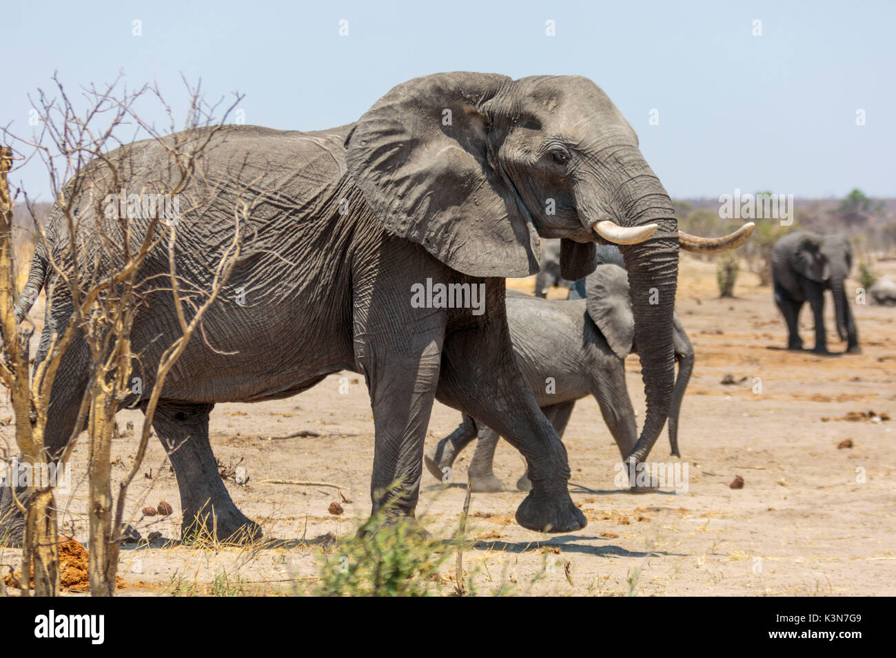 Gli elefanti. Kalahari Namibia. Foto Stock