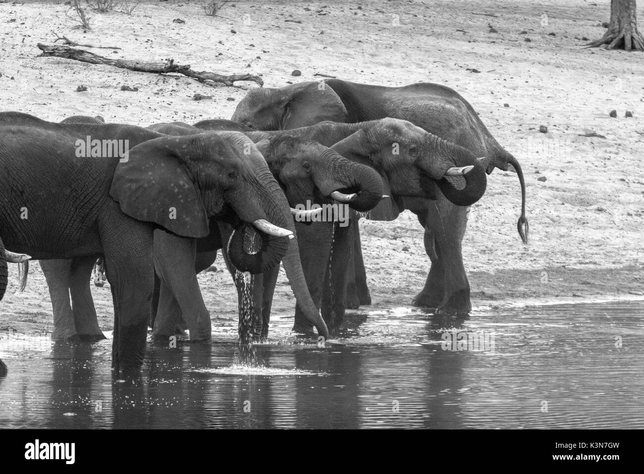 Gli elefanti di bere dal fiume Kwando. Kwando Area Core, Bwabwata National Park, Namibia, Africa. Foto Stock
