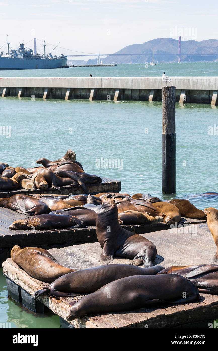I leoni marini al Pier 39. San Francisco, Marin County, California, Stati Uniti d'America. Foto Stock