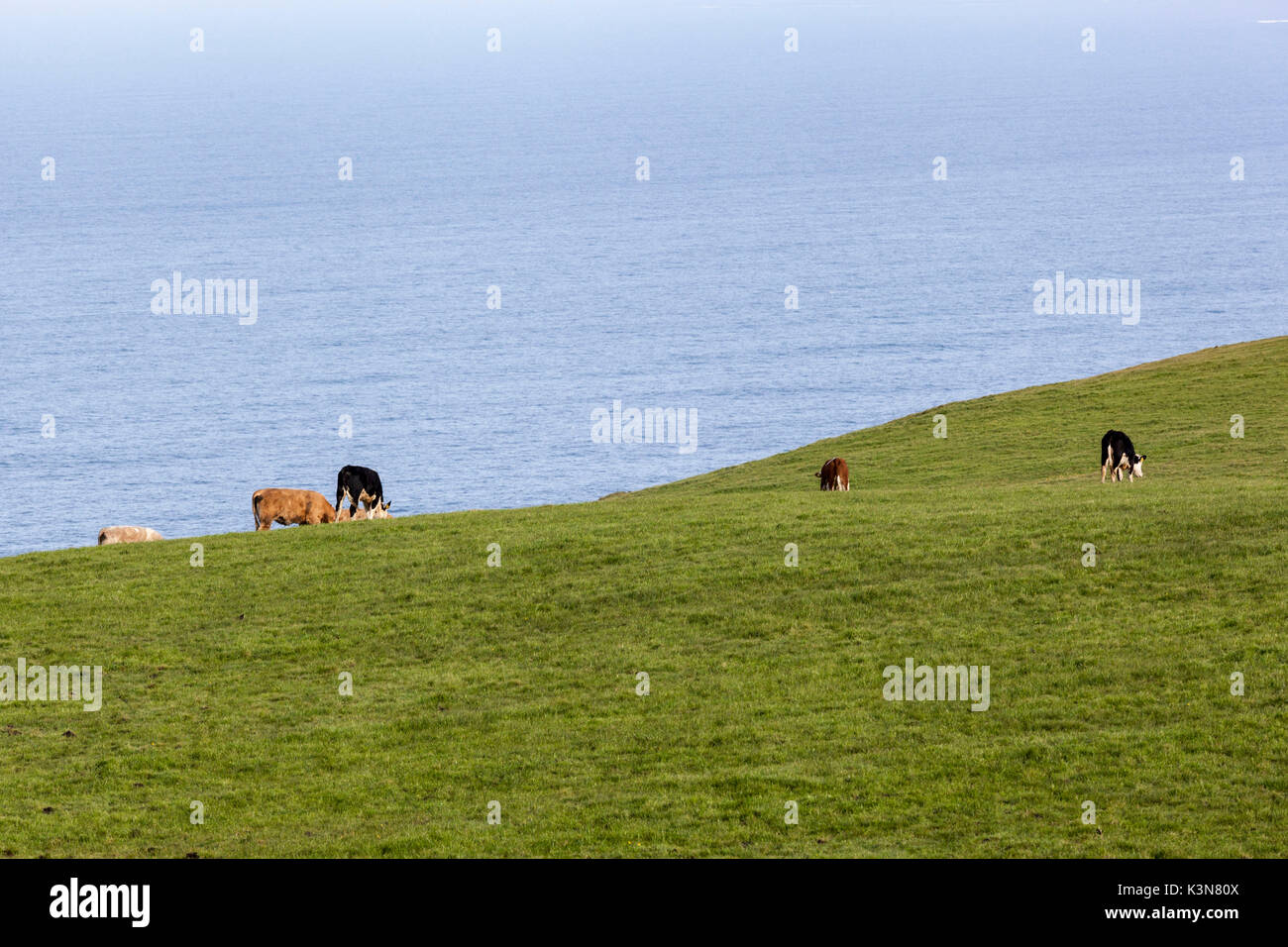 Mucche al pascolo nella campagna. County Clare, Irlanda, Europa. Foto Stock