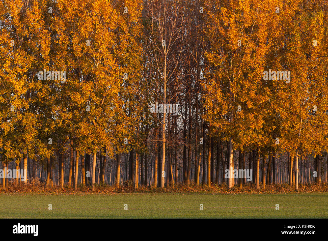 Caselle Landi, provincia di Lodi, Lombardia, Italia. Un bosco di pioppi in autunno. Foto Stock