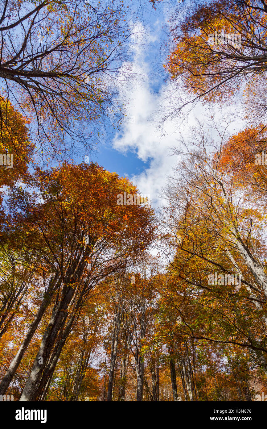 Cansiglio foresta, provincia di Treviso, Veneto, Italia del Nord, Italia, Europa. Vista dall'interno della foresta Foto Stock