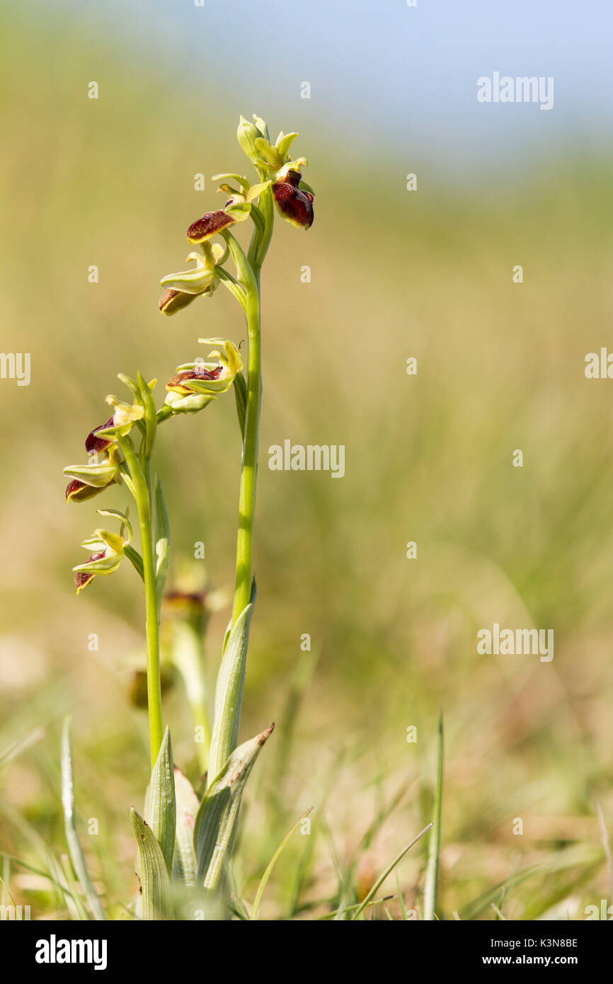 Questo inizio di spider-fiore di orchi che con il nome scientifico è Ophrys sphegodes, è una spontanea erbacea. Montevecchia, Lombardia, Italia. Foto Stock